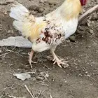 ديك لهمان صحته ممتازه
