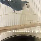 طير روز ذكر للبيع الطير