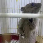 انثى الوبر العمر شهرين