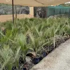 عرض 100 شجرة ب 350   متوفر توصيل للرياض