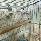 فروخ بادجي هوقو