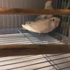 روز ابيض