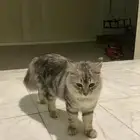 قطط ذكر وأنثى على السوم