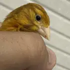 3 ذكور كناري بسكوتي للبيع مع انثى