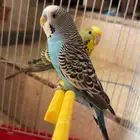 طيور البادجي