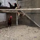 تم. البيع