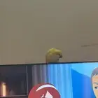كويكر