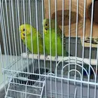 عصفور ذكر و انثه معه الشبك.