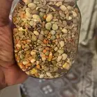 منقوع للطيور