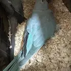 جوز درة الانثى زرقاء والذكر رصاصي