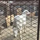 طلي حري كفو وشرط