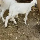 دواغير توم