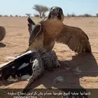 شهانه للبيع