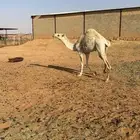بكره للبيه