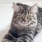 قطط للتبني