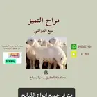 يتوفر ذبايح طليان رخال جفار ب خدمة التقسيط تمارا