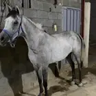 فرس شعبيه فاخره ماشاءالله تبارك الله