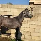 فرس كفو مشروطة من كل شيء معاد جروح سطحية