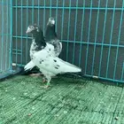 حمام باكستاني