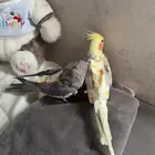طيور للبيع