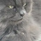 بسة شيرازي للتبني يحتاج لها شوية اهتمام فقط   نظيفة