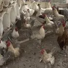 15 ديك فيومي