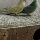 جوز براكيت منتج تحته بيض