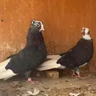 جوز قطيفي