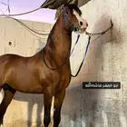 مهر شعبي
