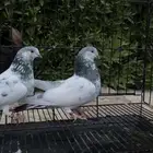 حمام باكستاني