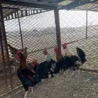 ديكه فحول