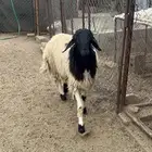 خروف نعيمي