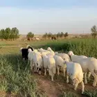 حريات للبيع الموقع الجله