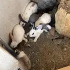 ارانب