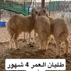 للبيع بهم حري نظيف على الشرط