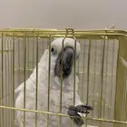 ببغاء كيكاتو امبريلا