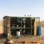 حمام زاجل منتج مع ديك ودجاج بلدي بياض