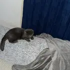 قط سكوتش جراي للتبني