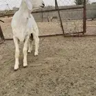 خروف مشروع فحل صنف