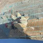 دجاج ديوك البيع العدد 5