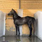 حصان شعبي حار جدا