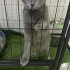 انثى سكوتش فولد تبني