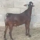 تيس كلهاري ادهم(تم البيع)