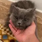 قطة لتبني عمرها سنتين