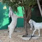 معزا مضاريع وتيس