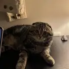 سكوتش فولد (انثى) كتين