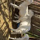 بهم حري خرفان للبيع