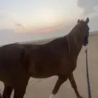 حصان جزيري للبيع