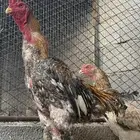 دجاج باكستاني شامو ياباني