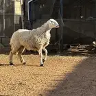 رخل حريه